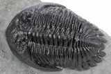 Detailed Hollardops Trilobite Fossil - Morocco #359500-1
